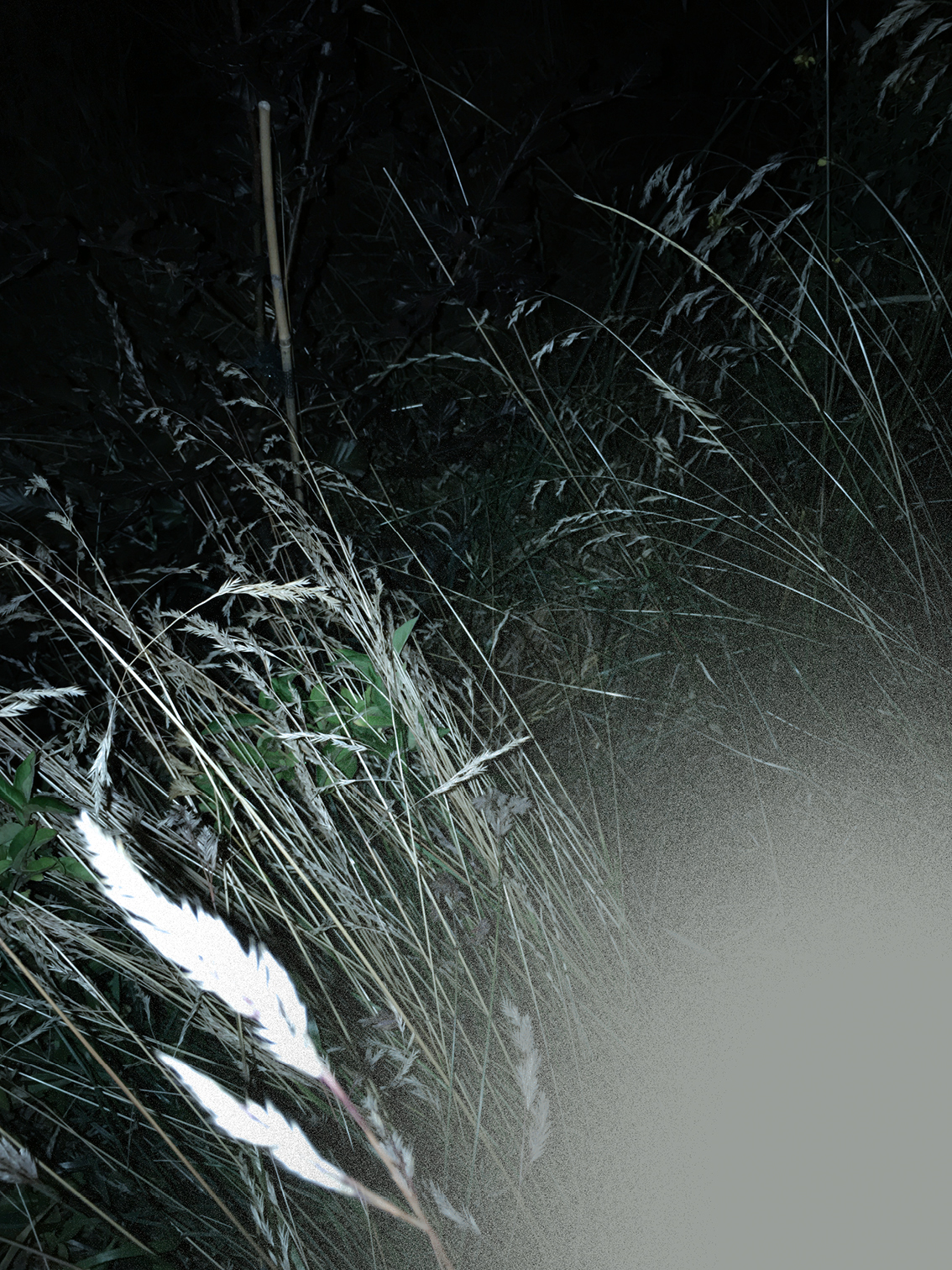 Gen Atem Project - The Nature of Things - Digital painting on photography, 2025