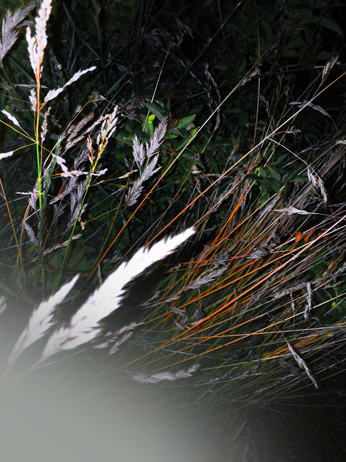 Gen Atem Project - The Nature of Things - Digital painting on photography, 2025